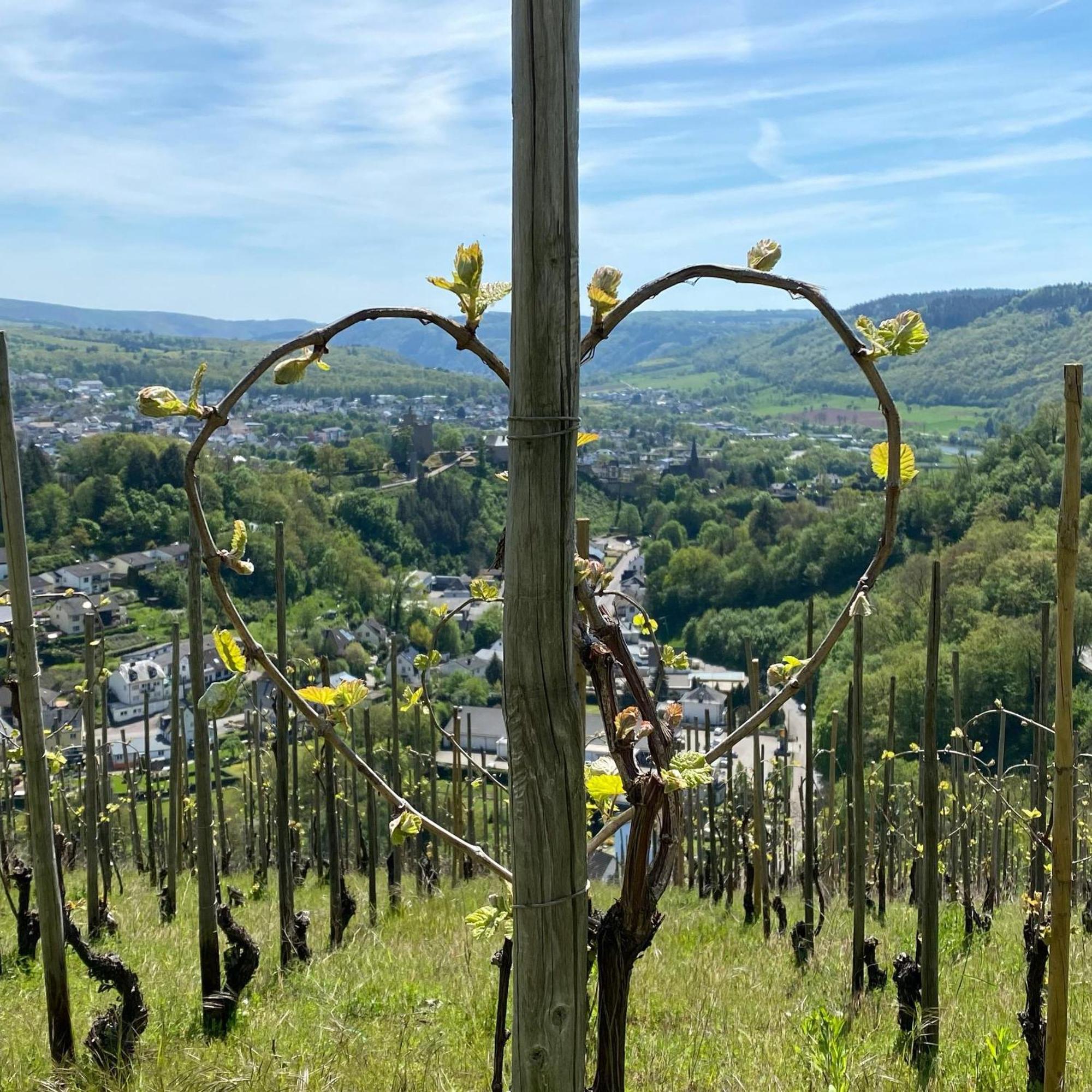 Weingut Dr Wagner Villa Saarburg Ngoại thất bức ảnh