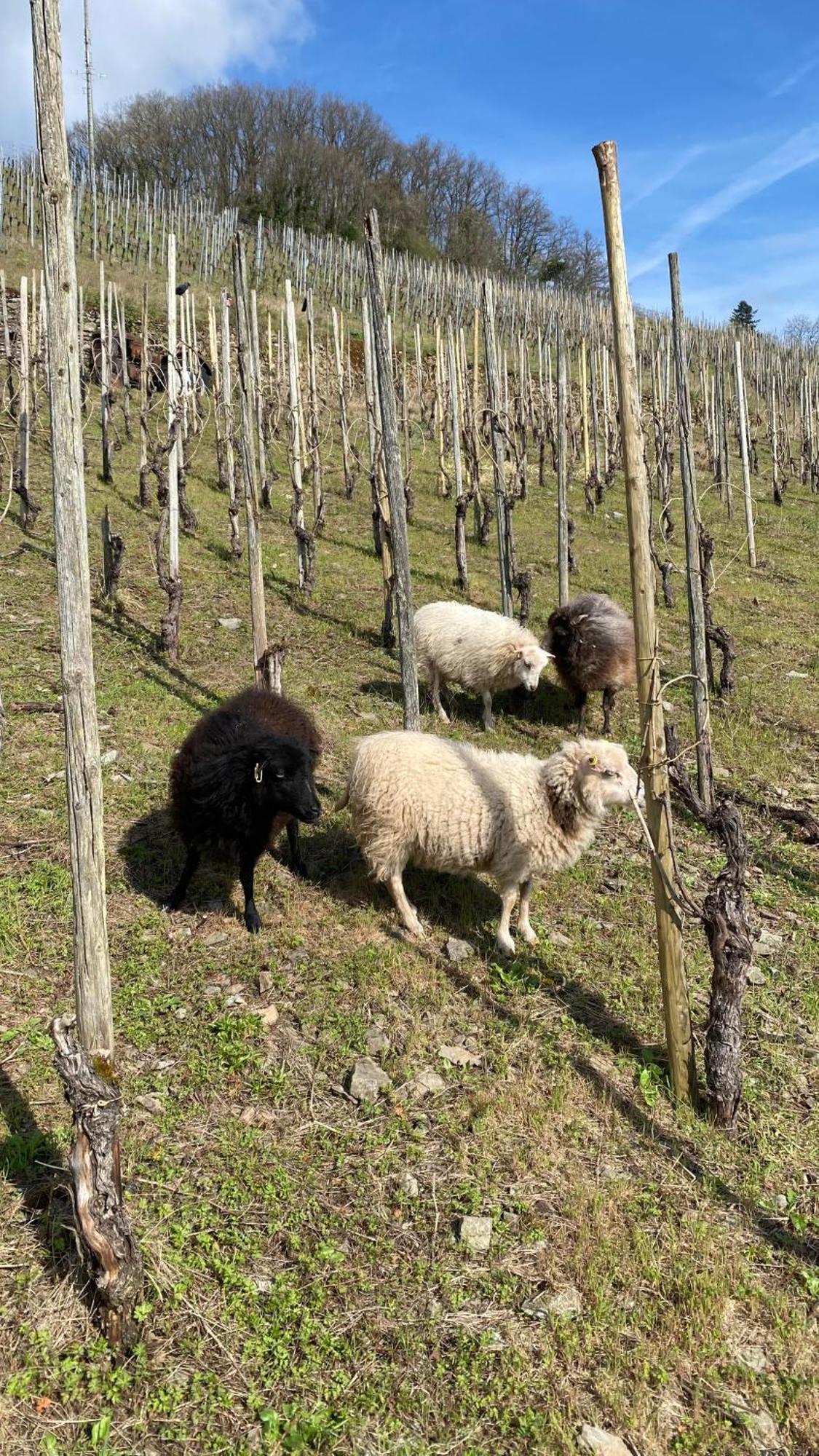 Weingut Dr Wagner Villa Saarburg Ngoại thất bức ảnh